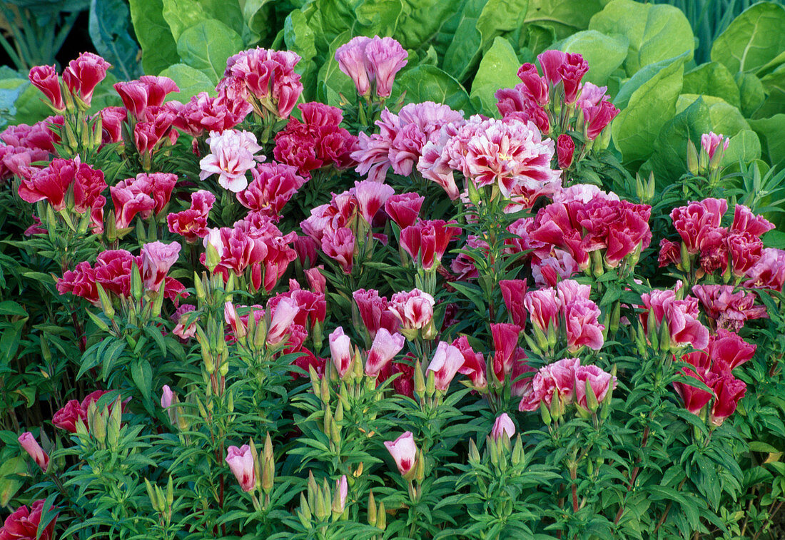 Godetia grandiflora (summer azalea, Atlas flower)