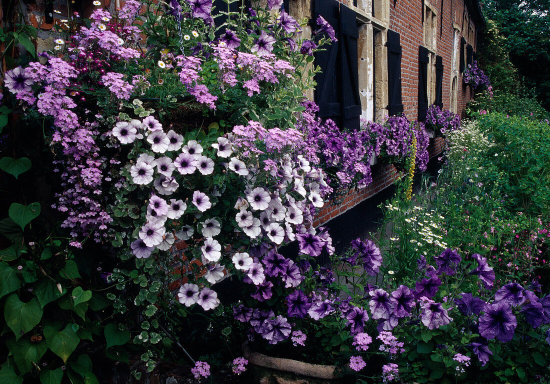 Petunia 'Blue Daddy' (petunias), Lobelia (male chaff), Glechoma 'Variegata' (groundsel), Mentha suaveolens (pineapple mint) and Ipomoea (funnel vine)