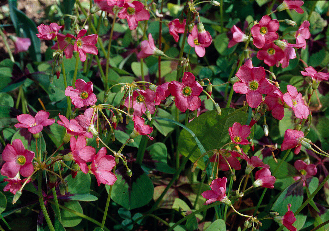 Blühender Oxalis deppei (Glücksklee)