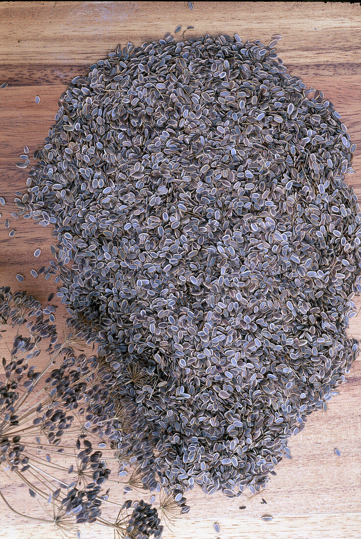 Dill seeds (Anethum graveolens)