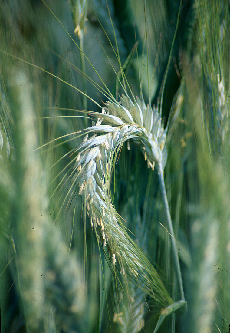 Gerste (Hordeum vulgare)