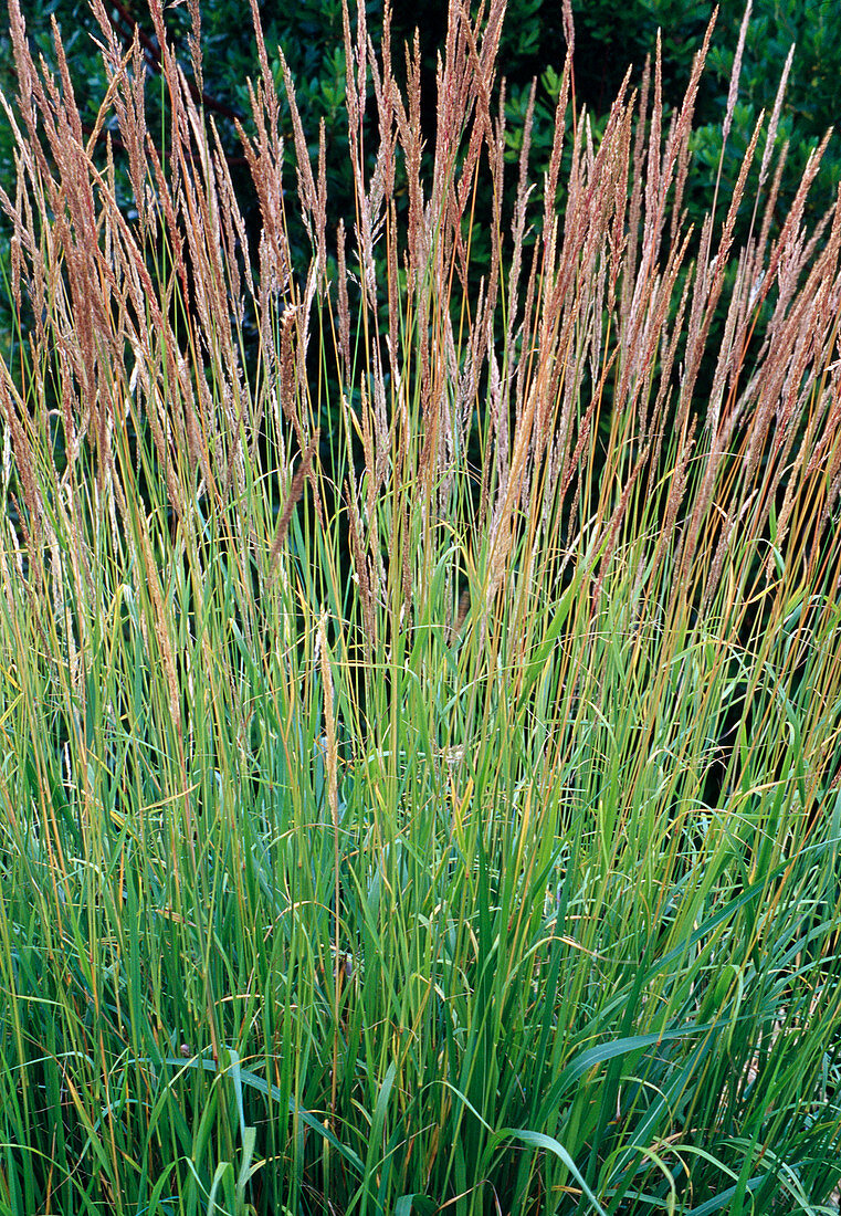 Calamagrostis x acutiflora 'Karl Förster' - Gartenreitgras