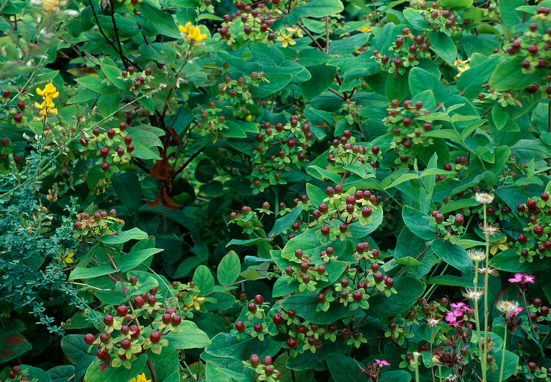 Hypericum androsaemum (Blood St. John's wort)