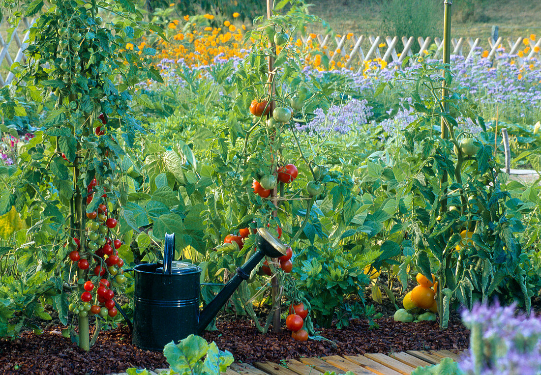 Tomatoes in mulch bark bed