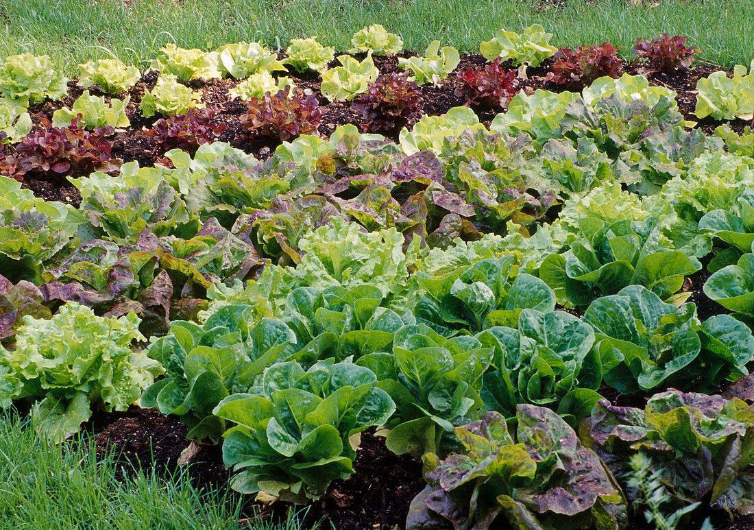 Bed with various lettuces: red, green, lamb's lettuce, cut lettuce, head lettuce