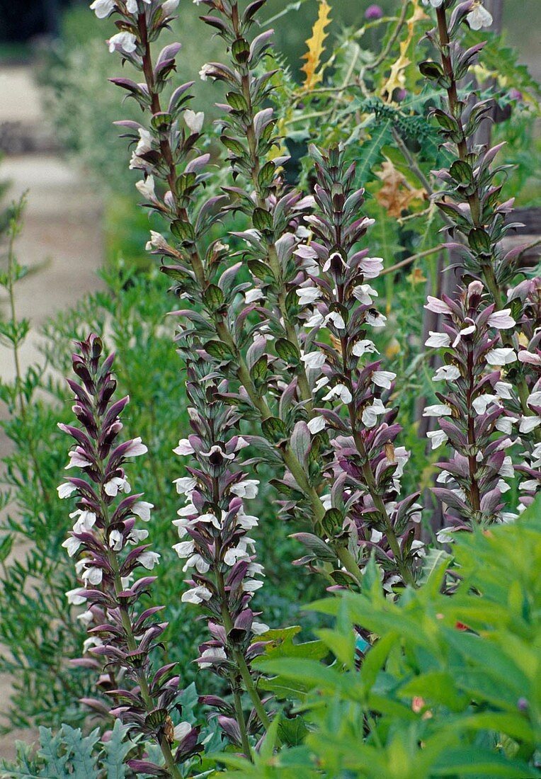 Acanthus mollis (soft hogweed)