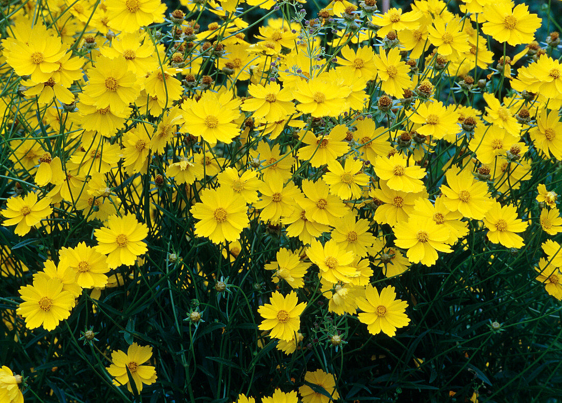 Coreopsis lanceolata (Mädchenauge)