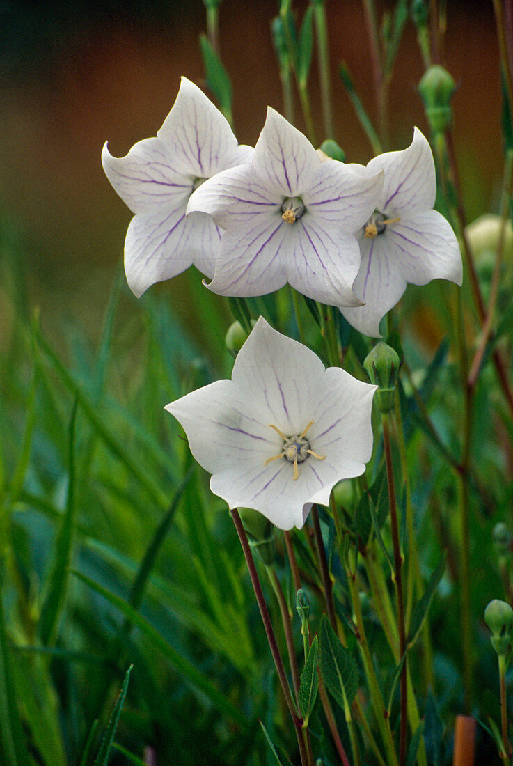 Platycodon grandiflorus 'Album' (Weiße Ballonblume)