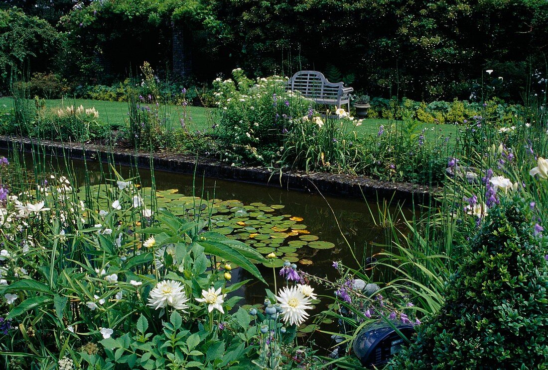 Architectural garden pond with Nymphaea (water lilies), perennials and summer flowers as bank planting, wooden bench at the edge of the pond