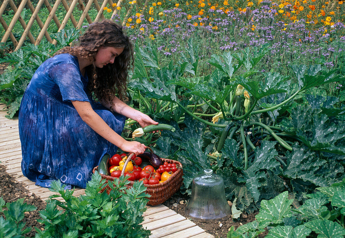 Harvesting vegetables in the cottage garden: Woman picking courgettes (Cucurbita pepo), basket full of tomatoes (Lycopersicon), courgettes and aubergine