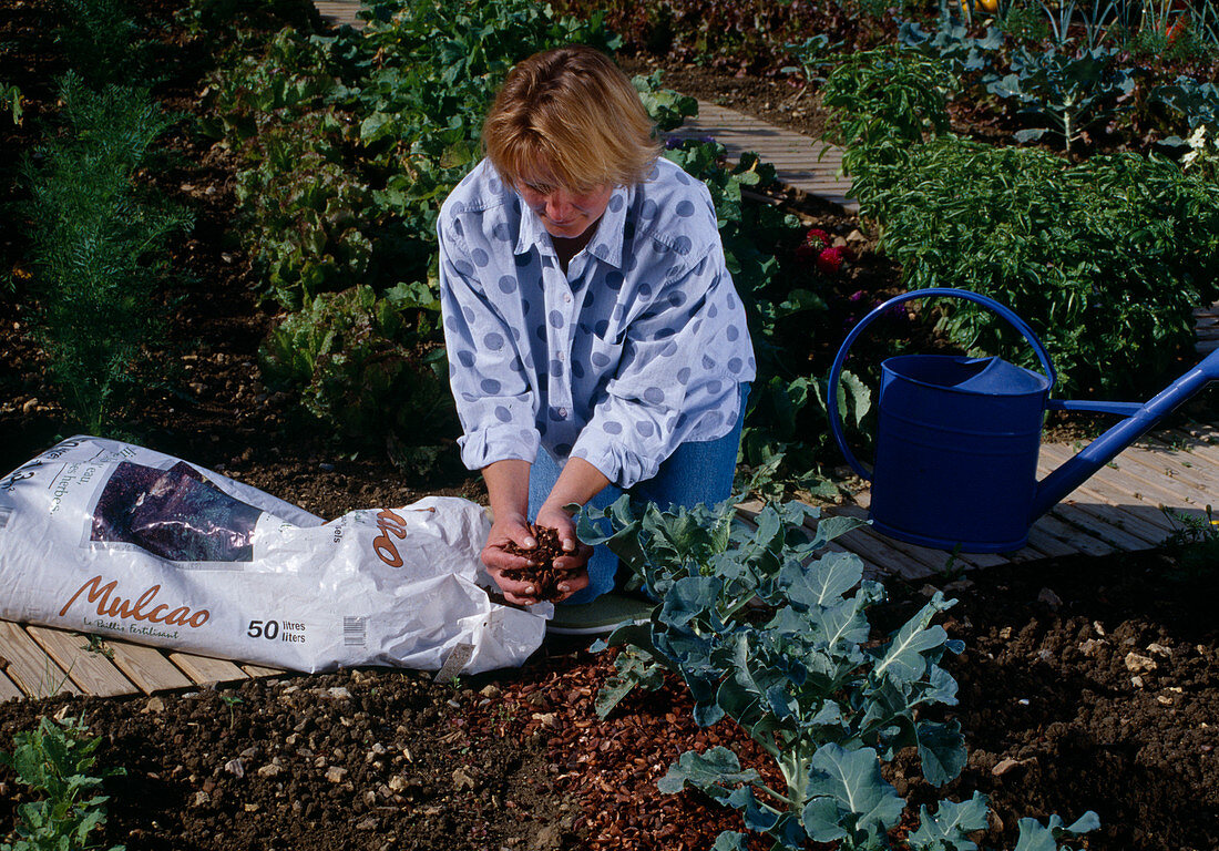 Woman mulching broccoli (Brassica) in the vegetable patch