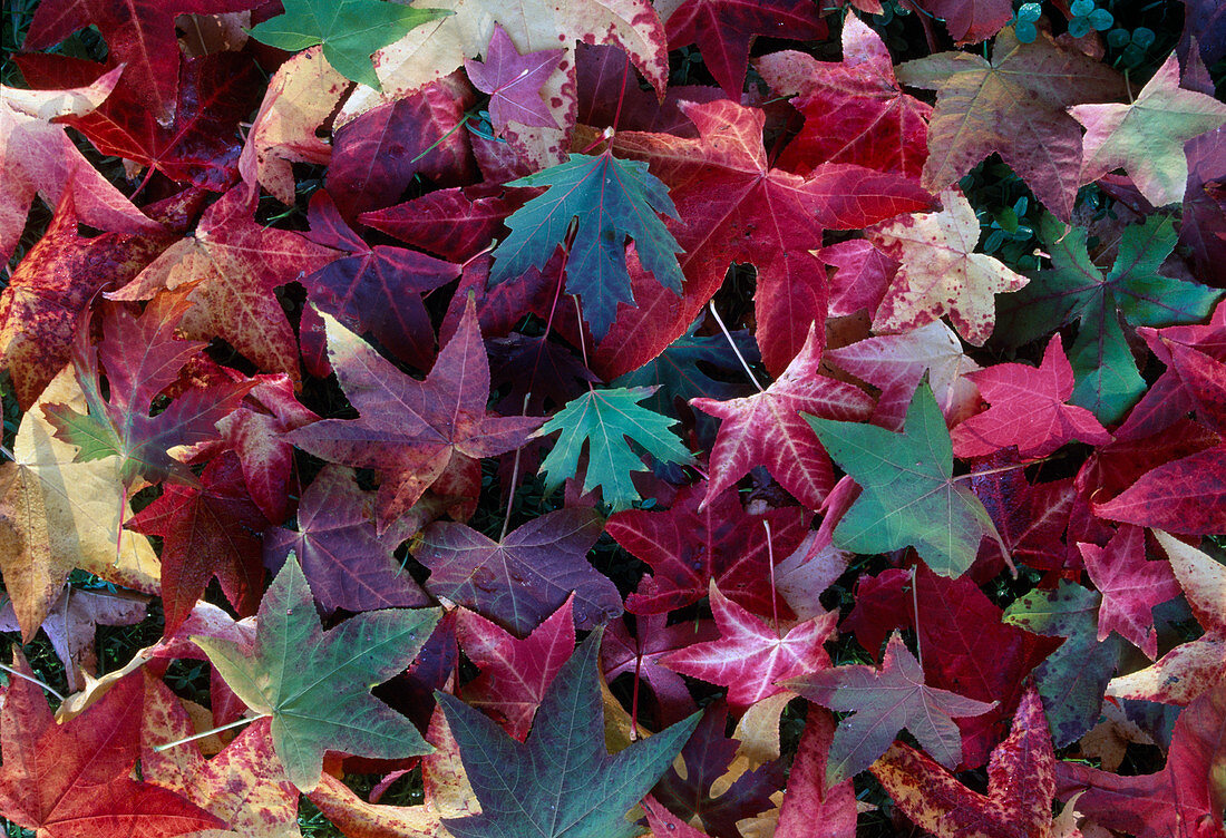 Autumn leaves of various woody plants