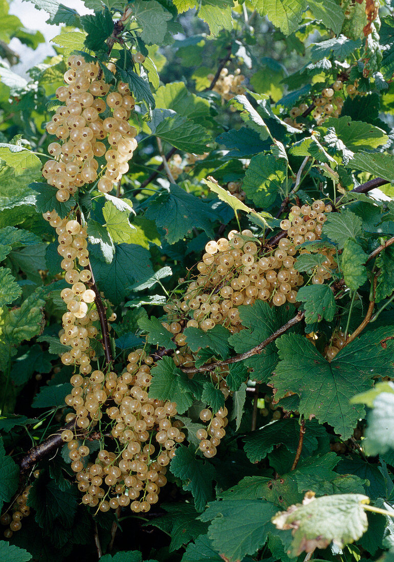 White currant 'Versailaise blanche', 'white Versailles' (Ribes)