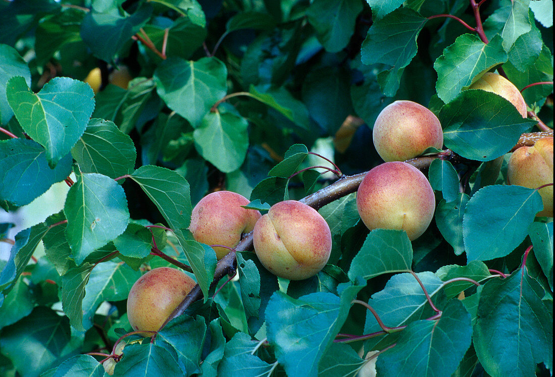 Apricot 'Bergeron'