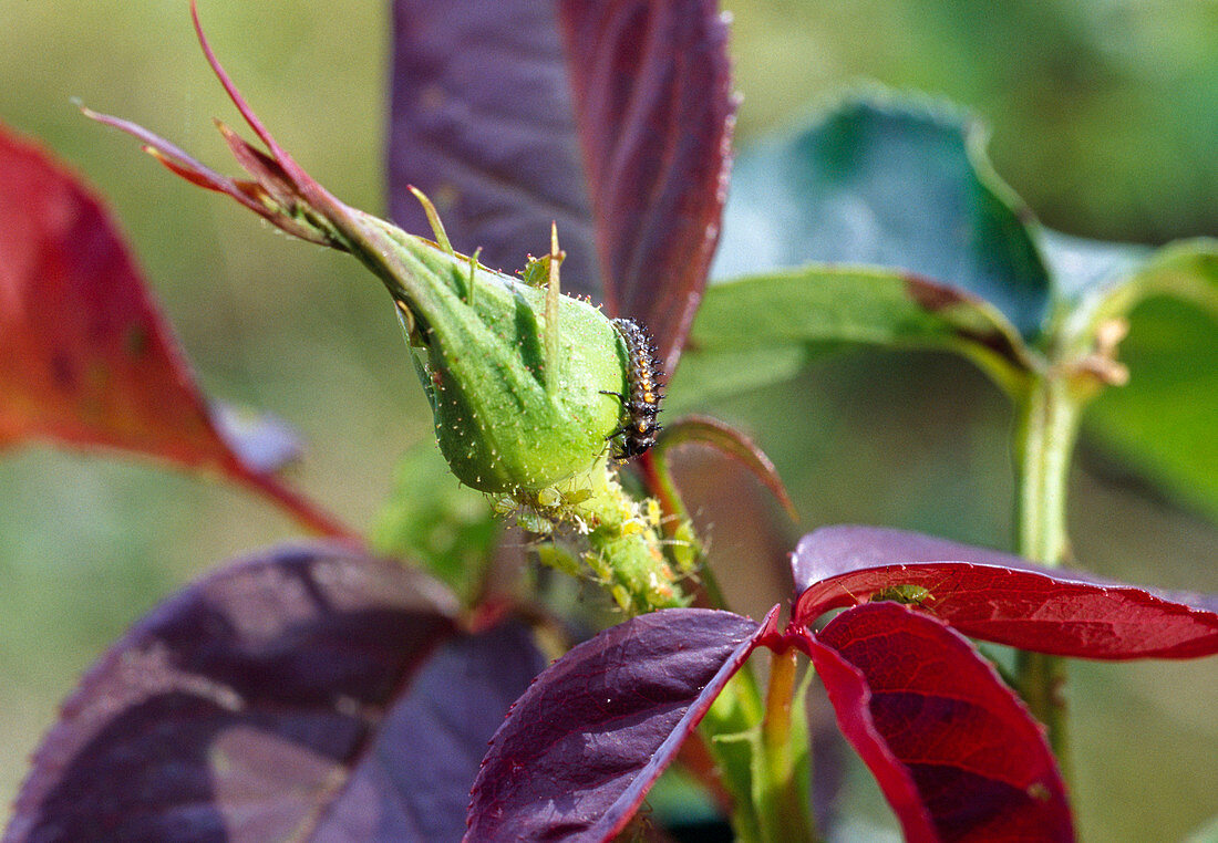 Ladybug larva eats aphids