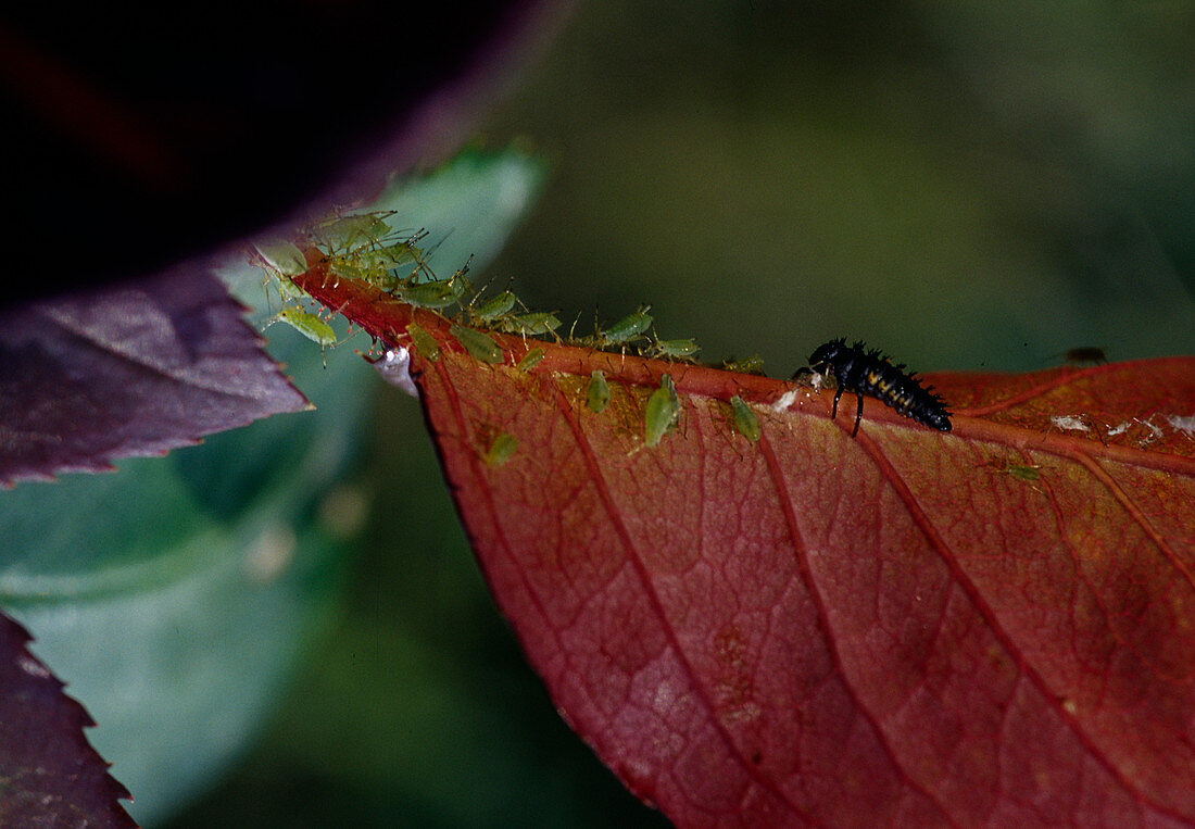 Larva of ladybird eats aphids