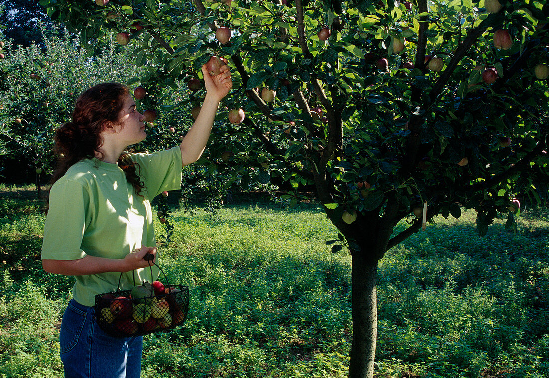 Frau pflückt Äpfel (Malus)