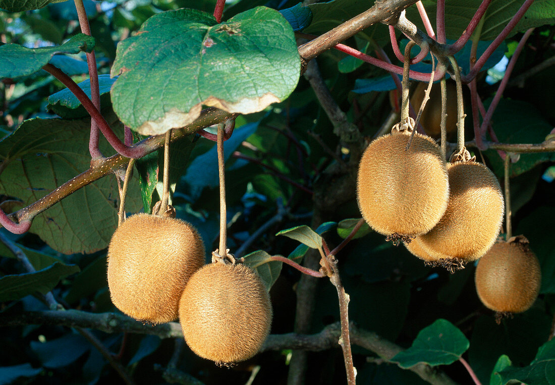 Kiwi actinidia chinensis