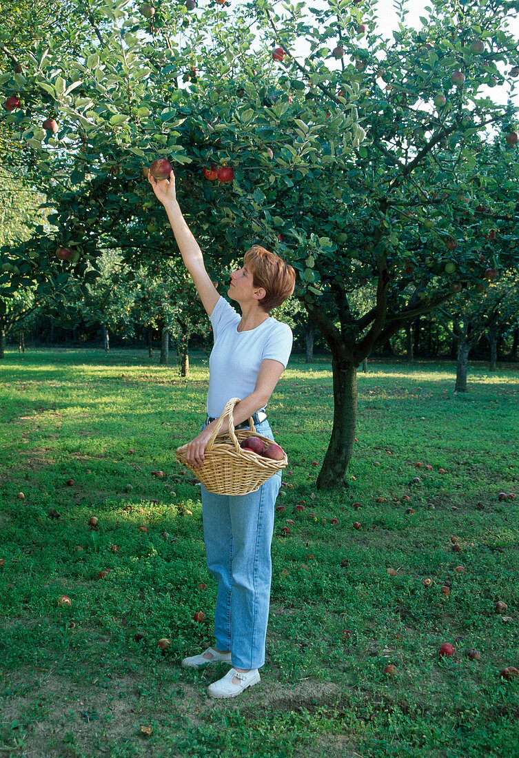 Woman picking apples (Malus)