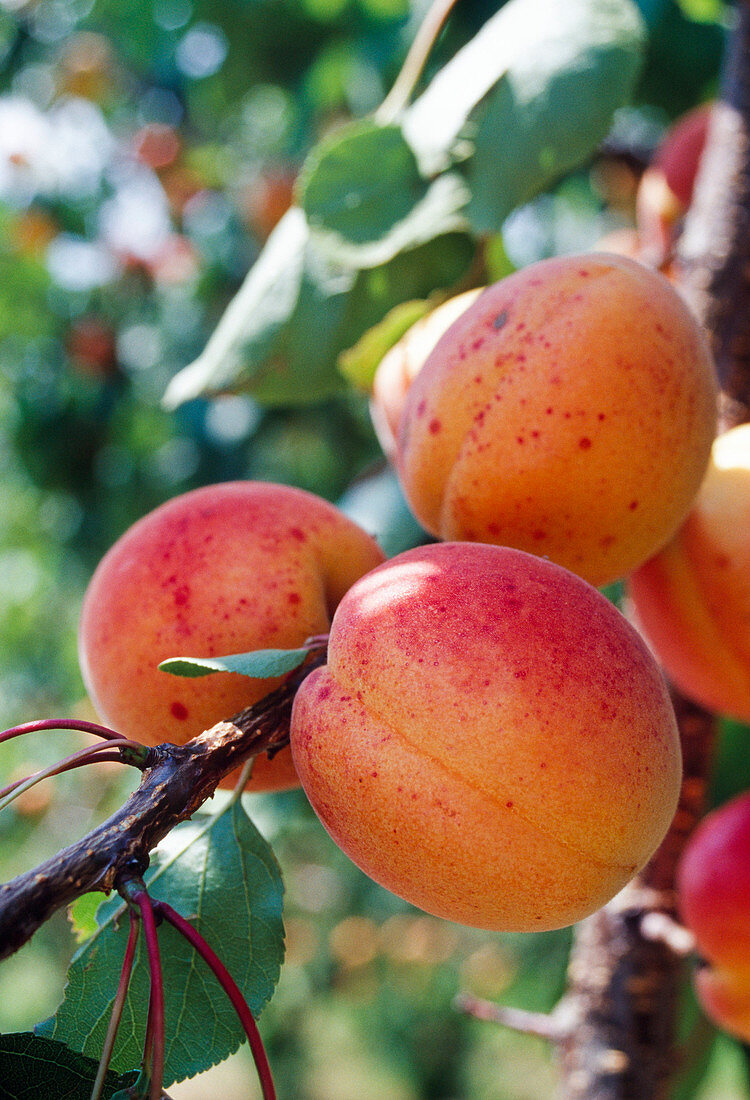 Apricot 'Bergeron' on the branch