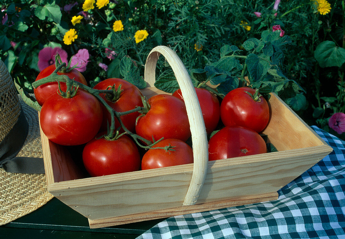 Basket with tomatoes 'Carmelo' (Lycopersicon)