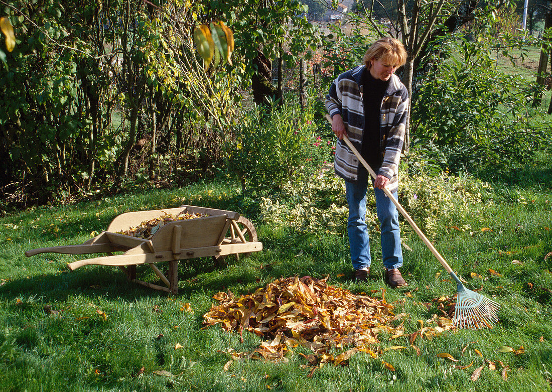 Woman raking leaves, wooden wheelbarrow, leaf rake