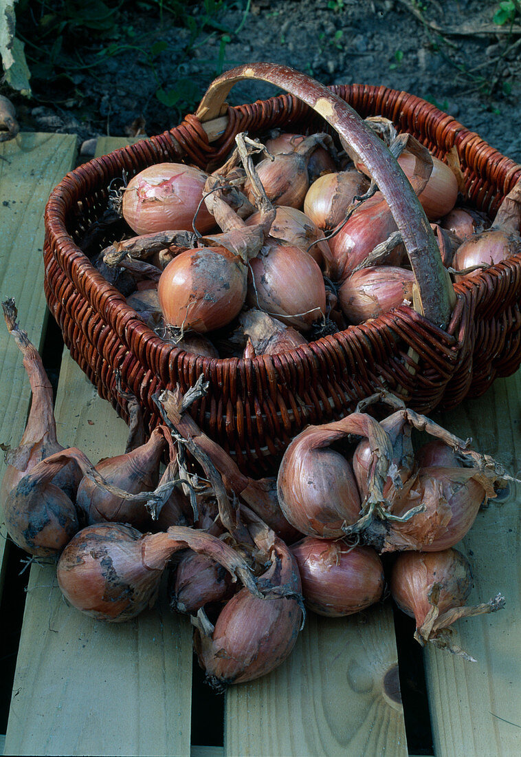 Freshly harvested onions (Allium cepa) in basket