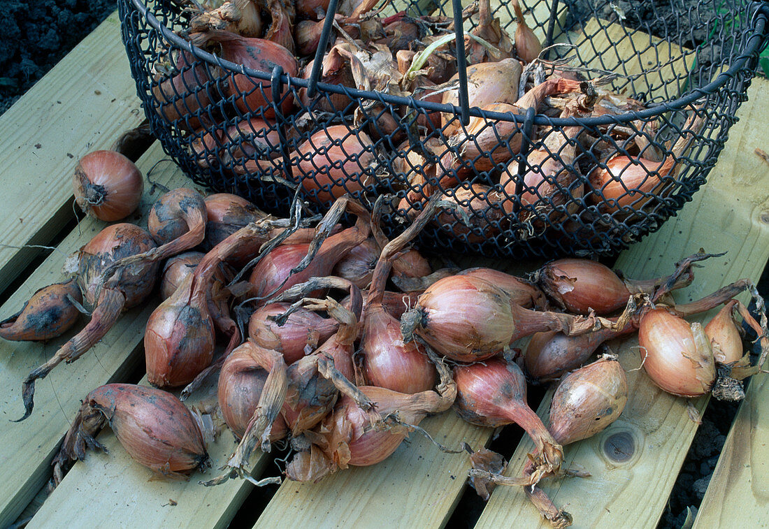 Freshly harvested onions (Allium cepa) in basket