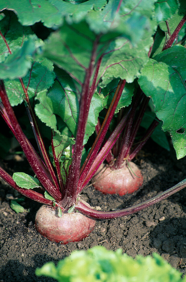 Rote Bete (Beta vulgaris) im Beet