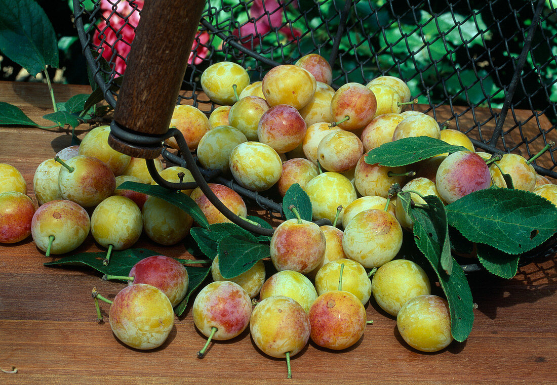 Mirabelle 'Mirabelle de Nancy' (Prunus domestica subsp. syriaca)