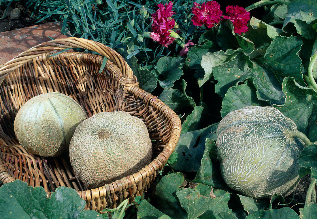 Cantaloupe-Melone und Charentais-Melone (Cucumis melo)
