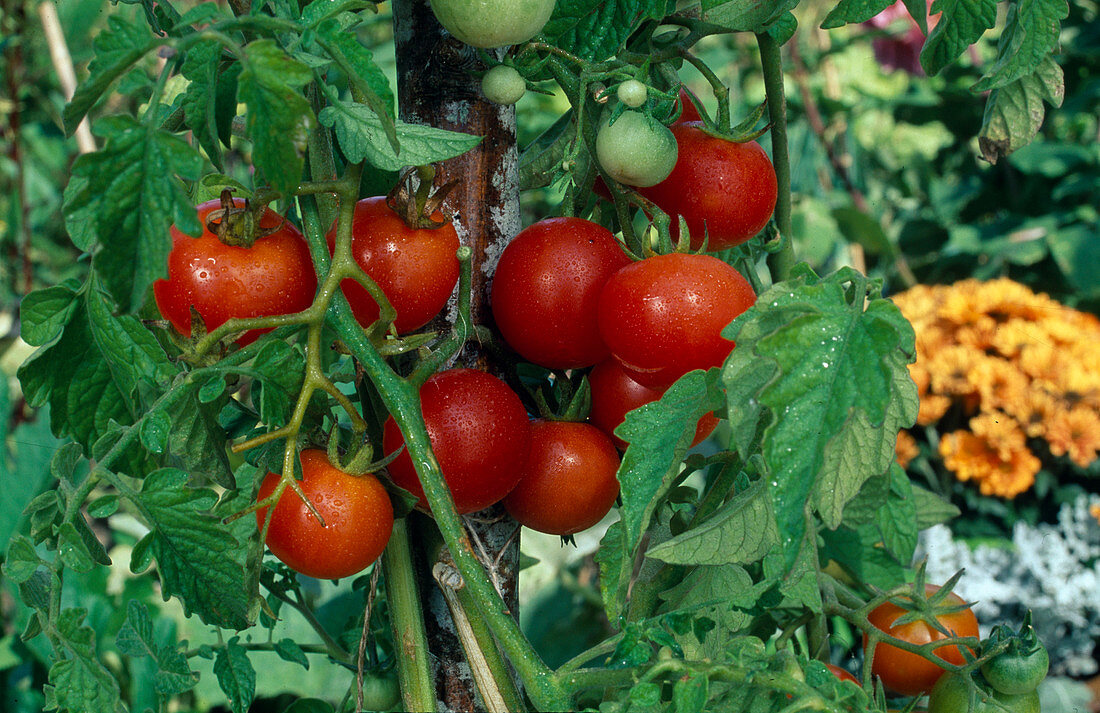 Round tomatoes (Lycopersicon) in vegetable garden