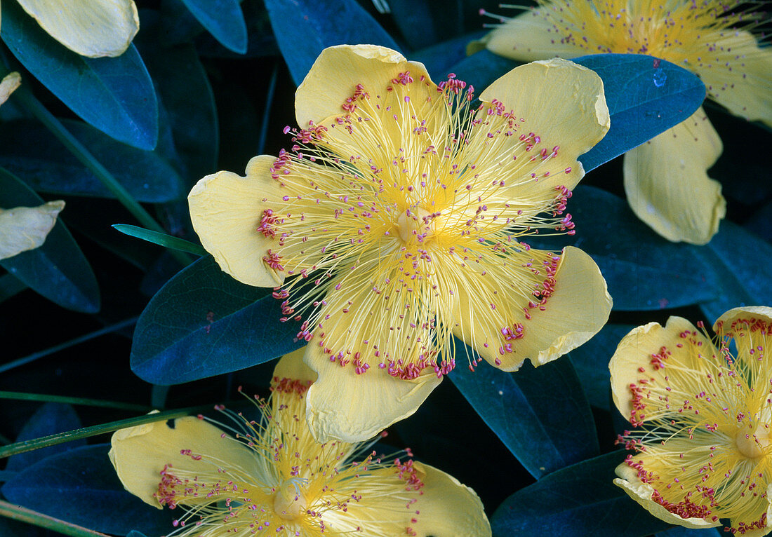 Hypericum calycinum (Carpet St. John's wort)