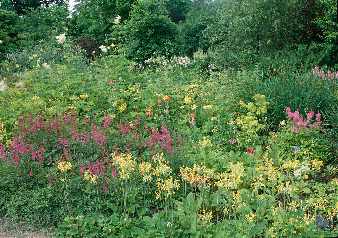 Primula florindae (Sommerprimeln), Astilbe (Prachtspiere) und Filipendula (Maedesuess)