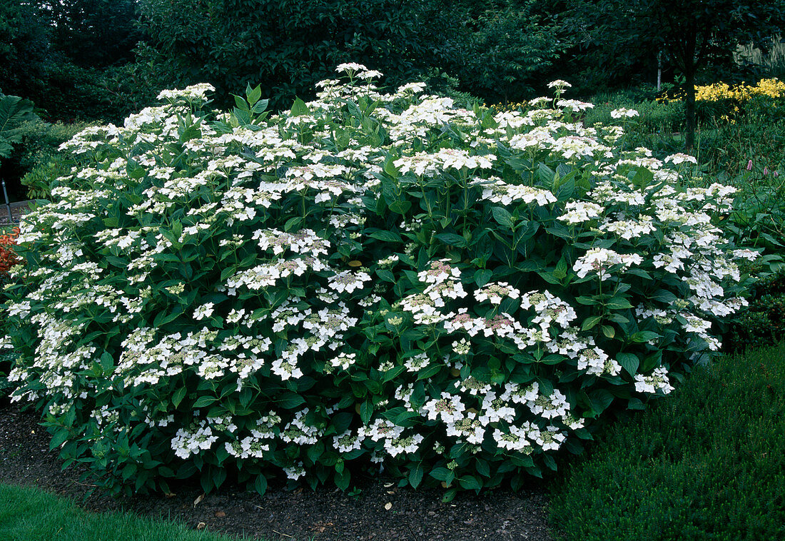 Hydrangea macrophylla 'Lanarth White'