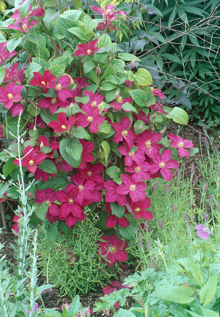 Clematis 'Mme Edouard Andre' (Waldrebe)