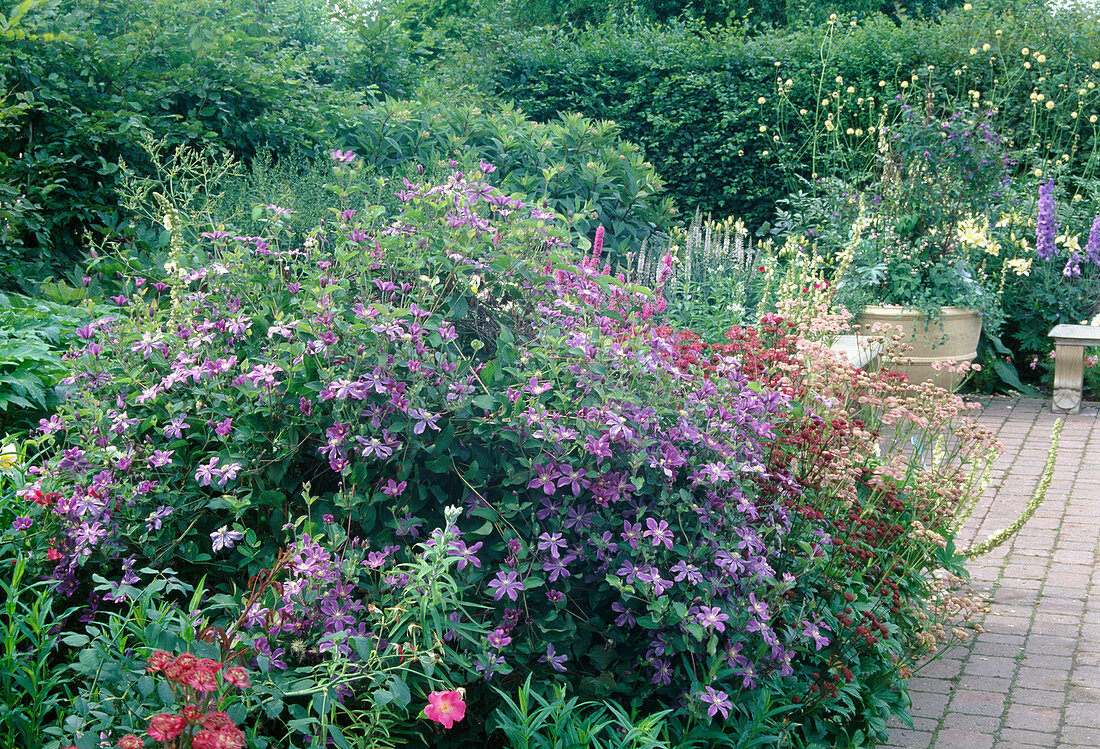 Clematis viticella 'Prince Charles' (Waldrebe) und Astrantia (Sterndolde)