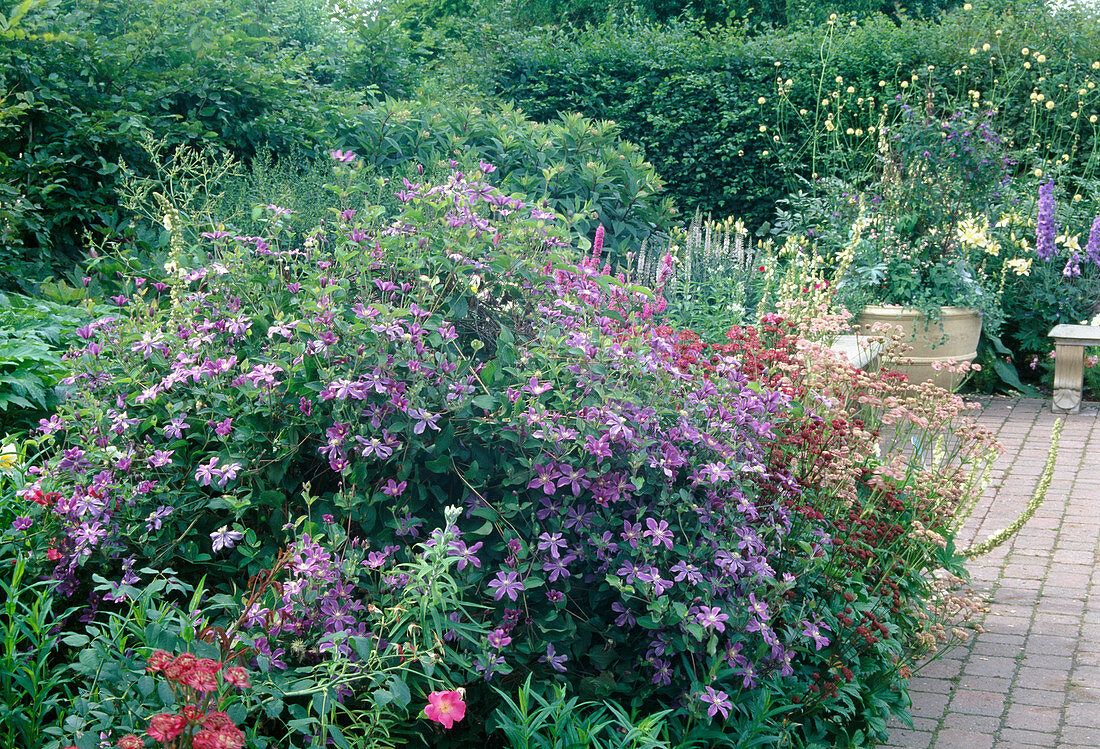 Clematis viticella 'Prince Charles' (Wood Vine) and Astrantia (Starthistle)
