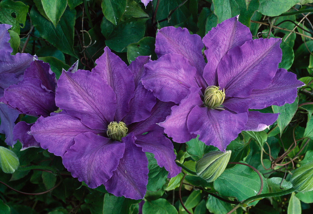 Clematis 'Lasurstern' (Waldrebe)