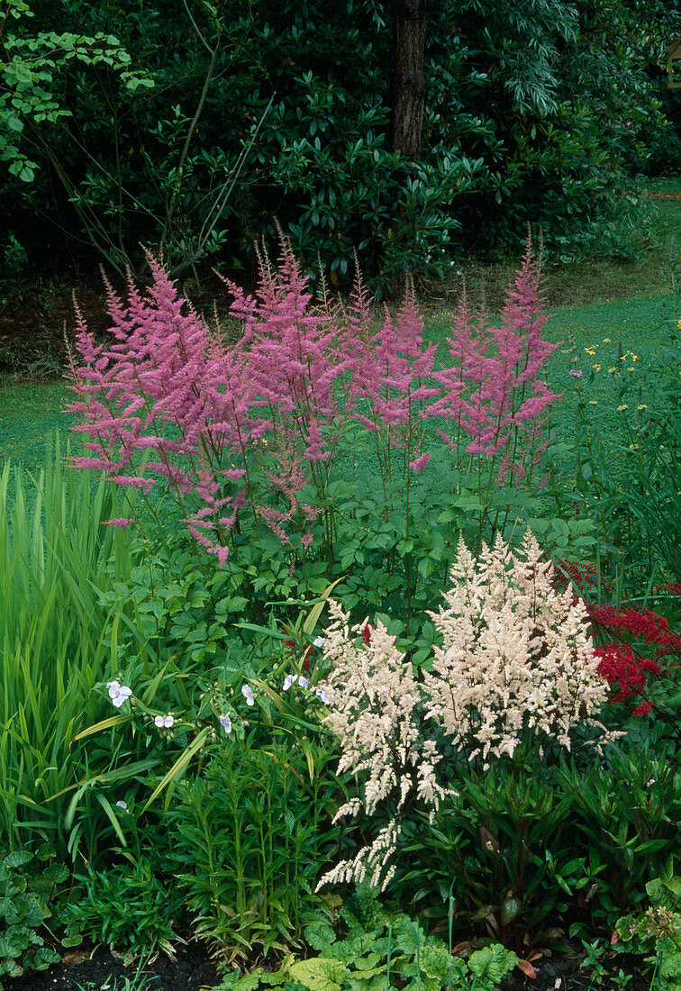 Astilbe arendsii (Prachtspieren) im Schattenbeet