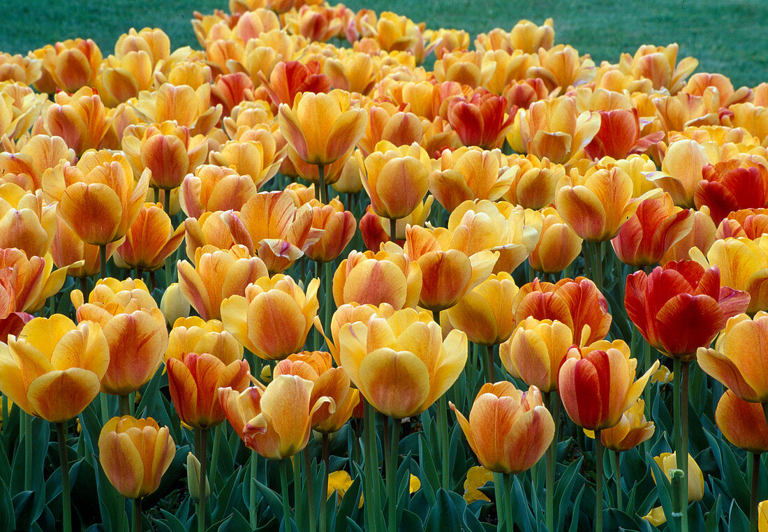 Tulipa 'Gudoshik' (Tulpen)