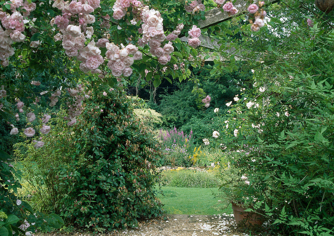 Rosa wichuraiana 'Debutante' (Ramblerrose) an Pergola, einmalblühend, guter Duft, Lonicera (Geissblatt), Blick auf Stauden und Gräser