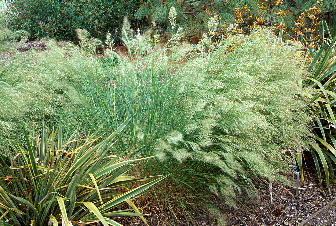 Stipa calamagrostis 'Algäu' - Silberährengras, Silber-Raugras