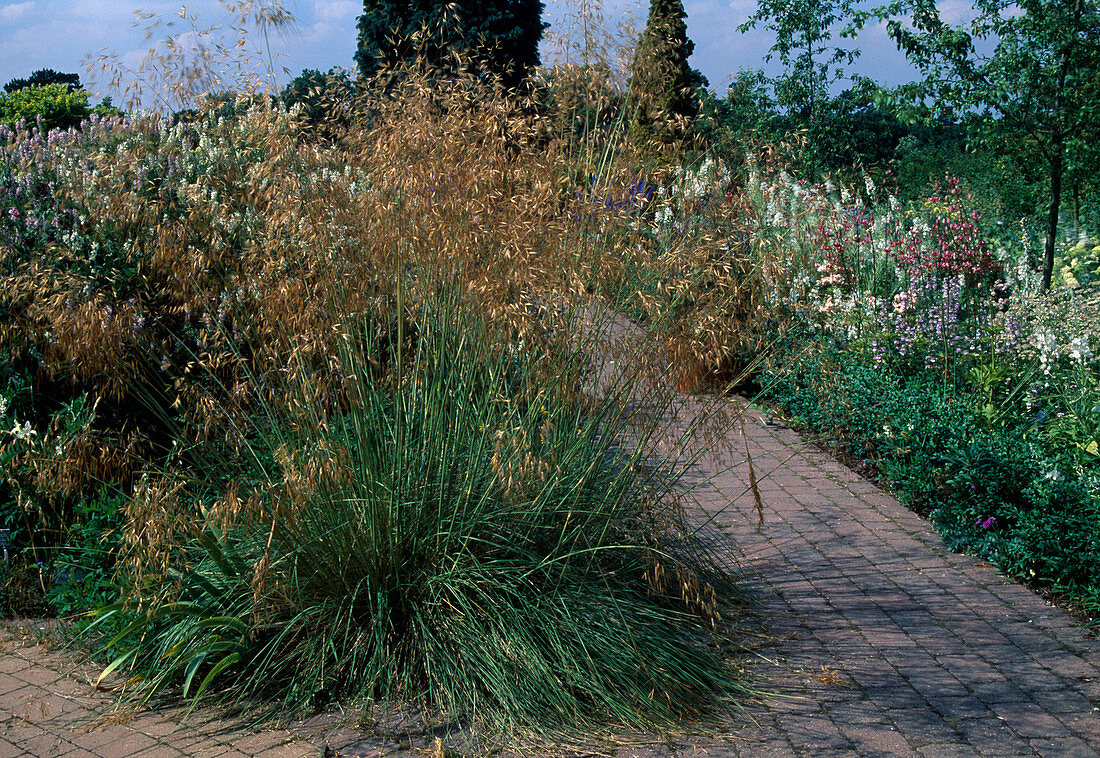 Stipa gigantea (Giant feather grass)