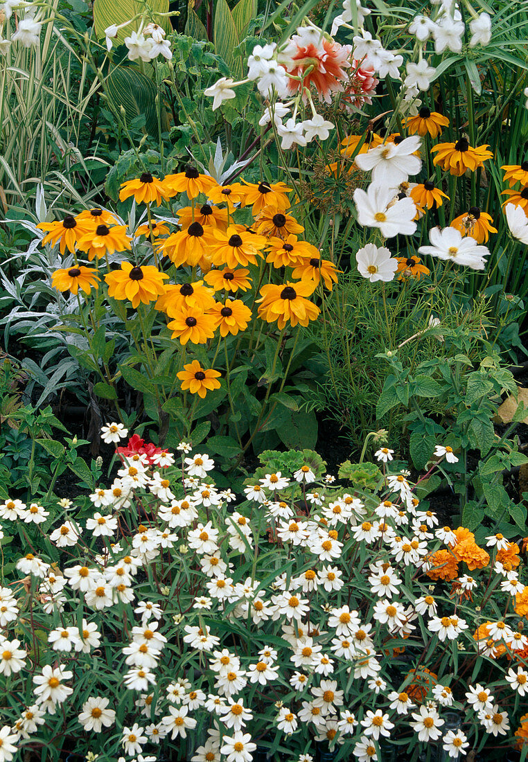 Zinnia 'Profusion Blanche' (Zinnien), Rudbeckia hirta (Sonnenhut), Cosmos (Schmuckkörbchen) und Nicotiana (Ziertabak)