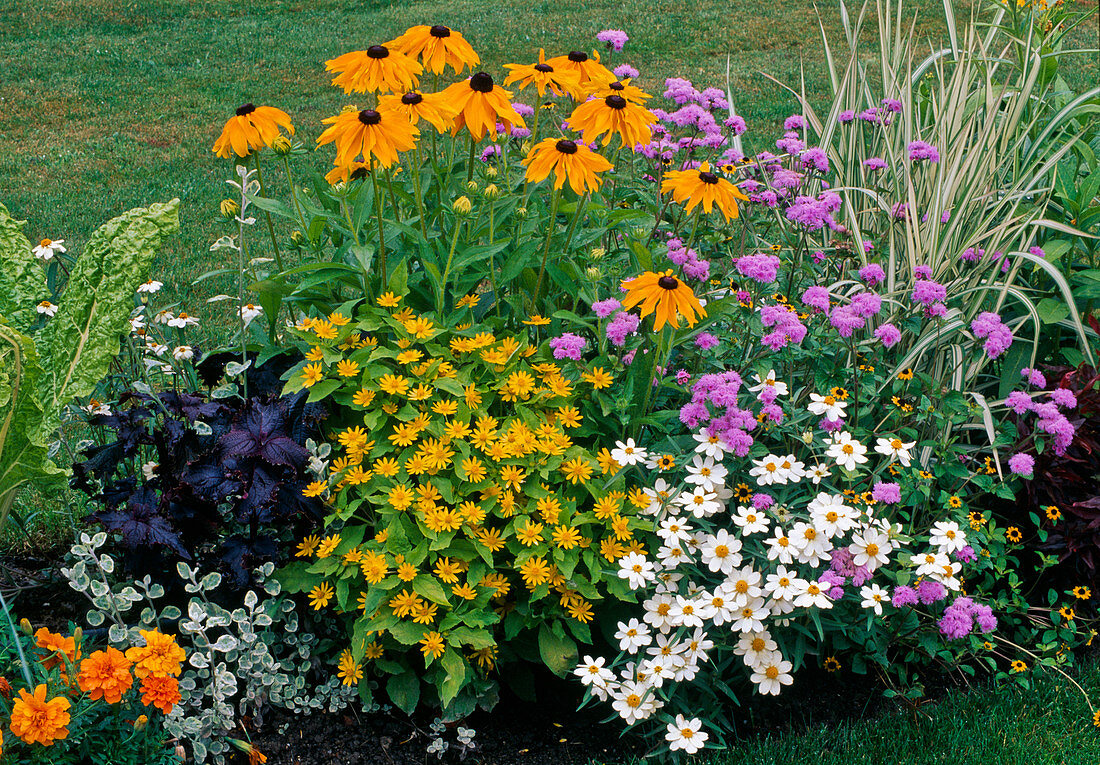 Zinnia 'Profusion Blance' (Zinnien), Melampodium paludosum (Sterntaler), Rudbeckia hirta (Sonnenhut), Ageratum (Leberbalsam)