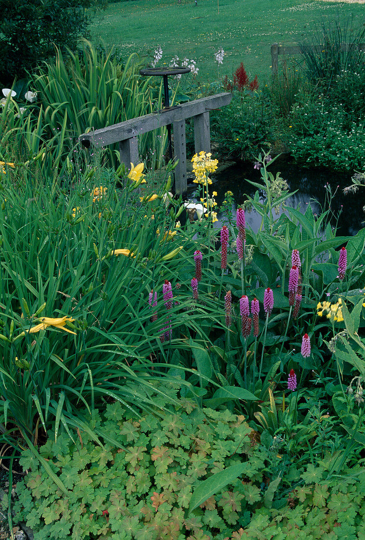 Primula vialii (Orchideenprimeln), Primula florindae (Sommerprimeln), Hemerocallis (Taglilie) und Geranium (Storchschnabel) am Bach