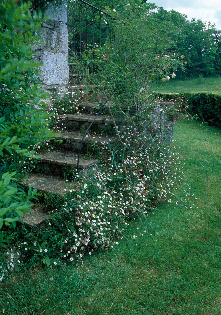 Erigeron karvinskianus (Spanisches Gänseblümchen), Rosa (Kletterrose) am Treppengeländer