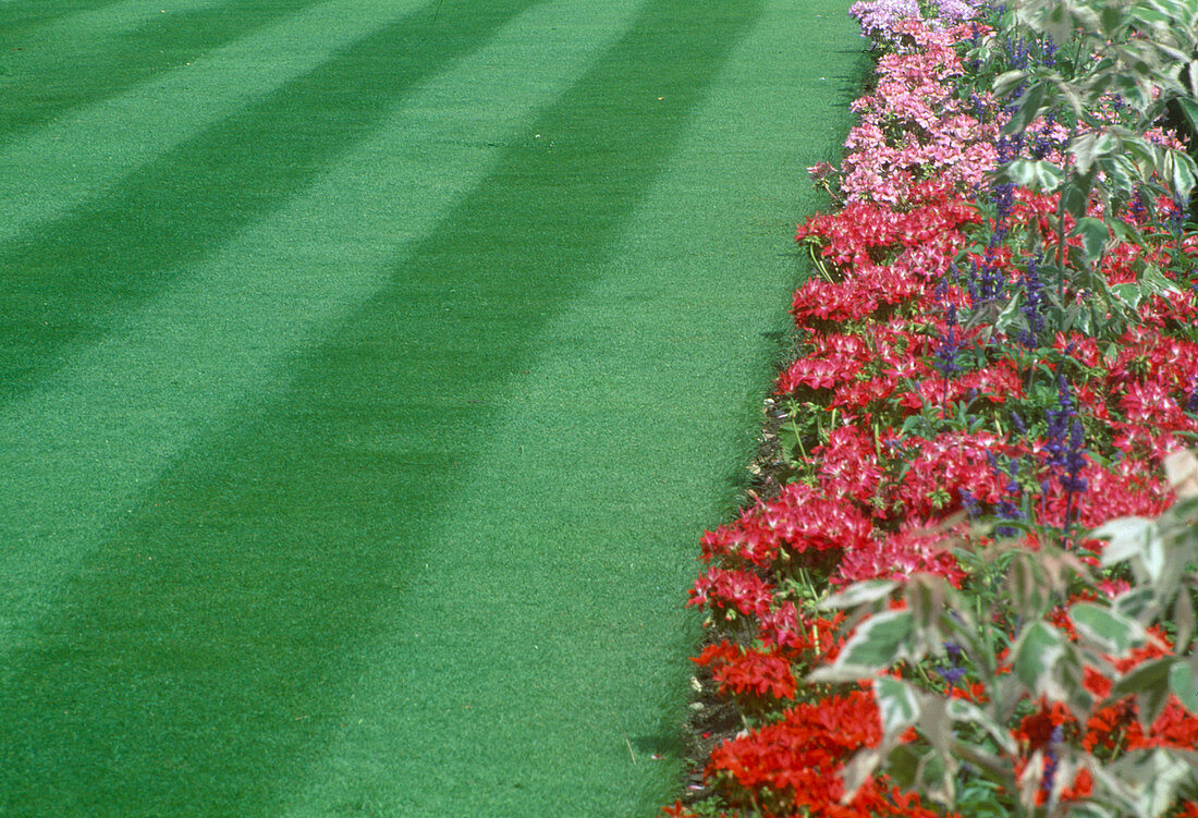 Rasen dekorativ in Streifen gemäht, Sommerblumenrabatte