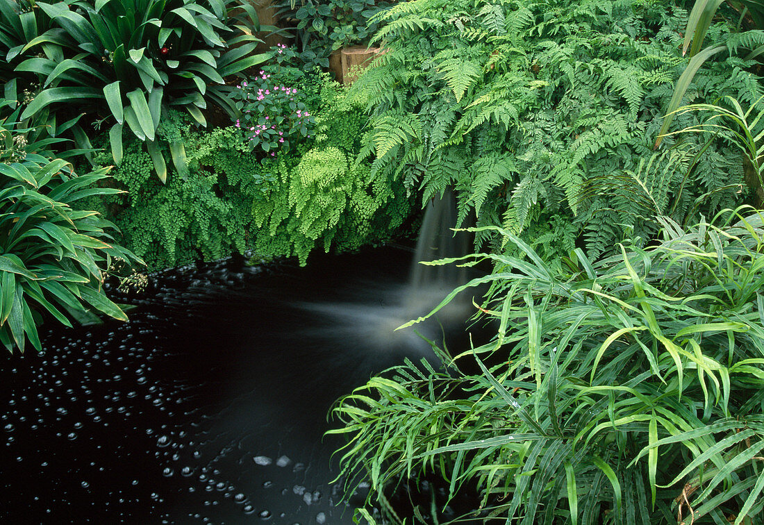 Ferns by the water in a tropical greenhouse